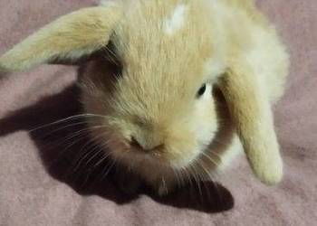 Króliczki Mini lop