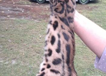 Koty Bengalskie z rodowodem