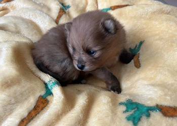 szpic miniaturowy do rezerwacji- suczka