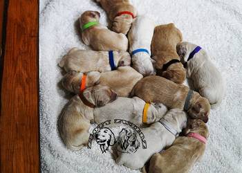 Szczeniak Golden Retriever