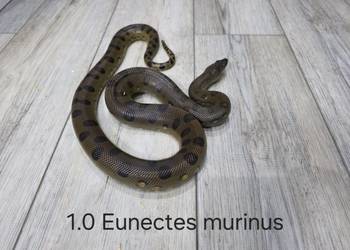 Anakonda zielona samiec