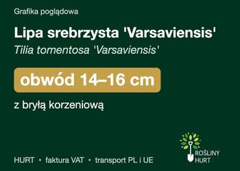 Lipa srebrzysta 'Varsaviensis' obwód 14-16 cm, z bryłą – HURT