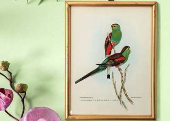 Papugi ptaki J. Gould chromolitografia antyk obraz