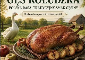 Gęś kołudzka biała, tradycyjna, półroczna, ekologiczna,