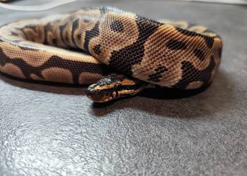 Samiczka Leopard młoda