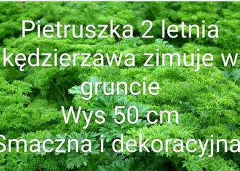 Pietruszka naciowa kędzierzawa Roślina 2 Letnia nasiona