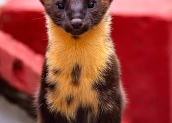 Sprzątanie i dezynfekcja po kunach, czyszczenie, Wrocław, cennik