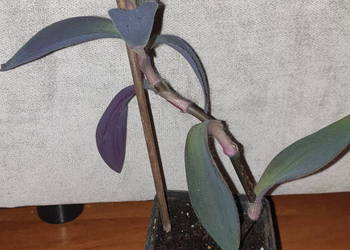 Trzykrotka, setkrezja purpurowa, kwiat rosnący, wys. 31