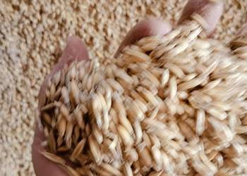 Sprzedam owies i żyto może być do palenia