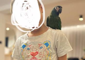 Ara Maracana ręcznie karmiona testy na wirusy