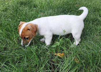 Jack Russell  Terrier