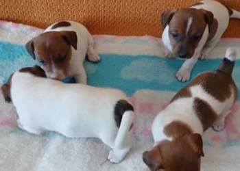 Jack Russell Terrier - suczka
