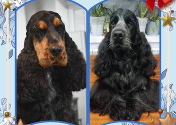 Cocker spaniel angielski