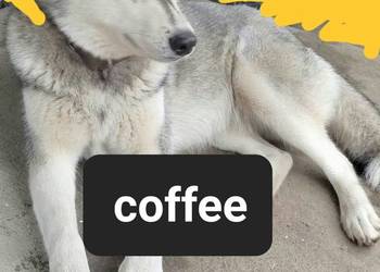 Syberiany husky mlode