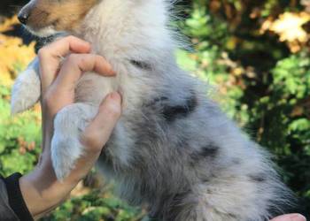 Owczarek szetlandzki sheltie śliczny blue merle