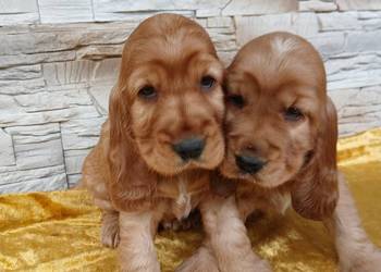 Śliczne Szczenięta Cocker Spaniel Angielski