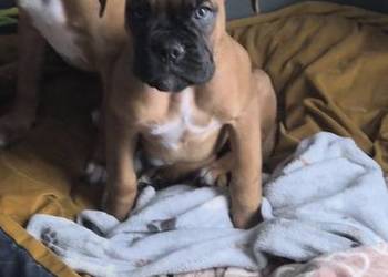 Bokser, szczeniak o imieniu hodowlanym Boss