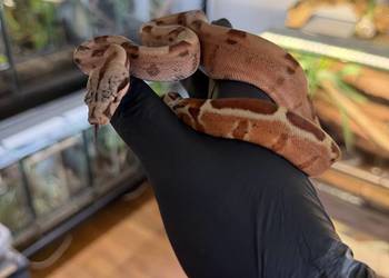 Boa imperator/Boa cesarski  Wąż/gad/ zwierzę / terrarium / terrarystyka