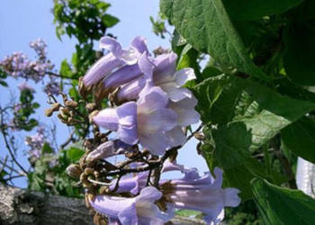 PAULOWNIA PUSZYSTA Paulownia tomentosa - NASIONA 40000 szt. - 10g