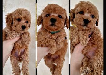 Pudelki do odbioru toy/miniatura po tatusiu FCI