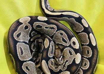 Dorosły samiec Pyton Królewski Classic