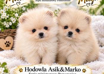 Szpic miniaturowy Pomeranian