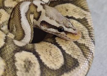 Dorosły samiec Firefly Hypo