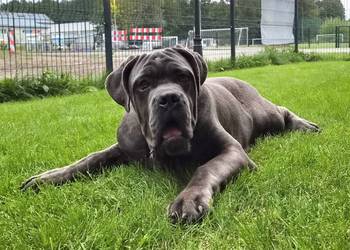 Cane Corso Italiano pies 6-miesięczny szary pręgowany ZKwP FCI