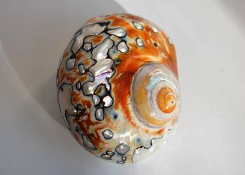 Muszla morska perłowa,Turbo sarmaticus, turban, 7 cm, marynistyka