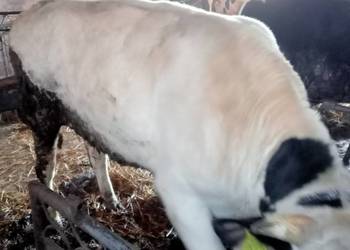 Byk opas do dalszej hodowli