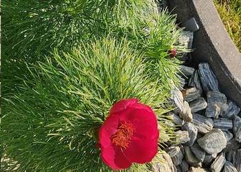 Paeonia tenuifolia delikatna koperkowa pusta