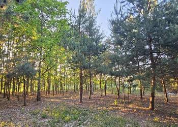 Działka bud.; 2900 M2; Łukawska Wola; WZ; ZADRZEWIONA, WOKÓŁ LAS, RZEKA 2km