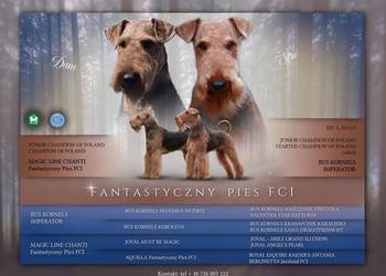 Airedale Terrier szczenięta ZKwP/FCI