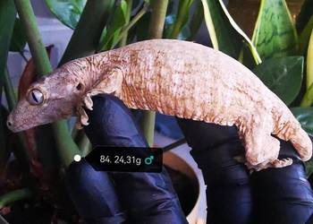 Gekon Olbrzymi Rhacodactylus Lechianus