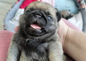 Mops szczenięta ZkwP FCI do odbioru w maju