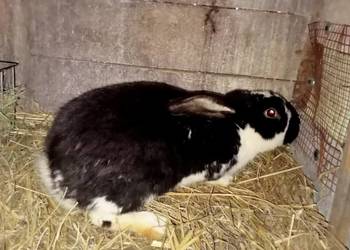 Sprzedam młodego królika samca