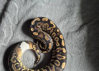 Samica black pastel yellow belly het pied