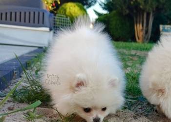 Szpic miniaturowy Pomeranian ZKwP FCI