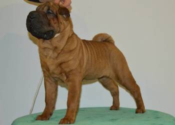 Szczenięta Shar Pei FCI