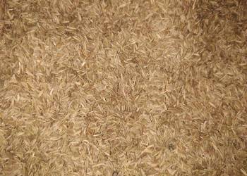 Mniszek lekarski nasiona 2025 Mniszek lekarski nasiona 2025