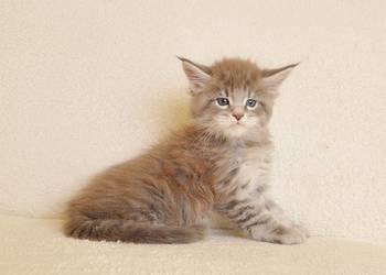 Przepiękny kocurek do Hodowli - Legalna hodowla