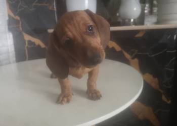 Jamnik krótkowłosy suczka merle