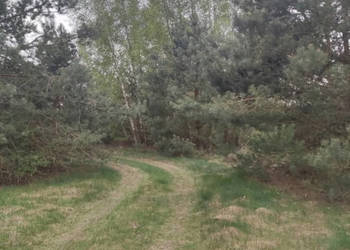 Działka z dostępem do wody, linią brzegową, las, południowa wystawa, sad, …
