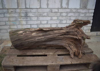 Niepowtarzalny korzeń ozdobny do ogrodu