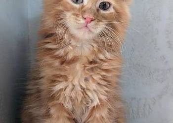 Maine Coon kocur do hodowli po Championach