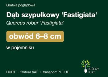 Dąb szypułkowy 'Fastigiata' obwód 6-8 cm, w pojemniku – HURT