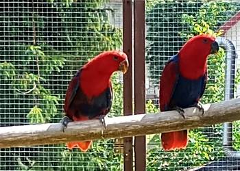 Lora wielka, lory