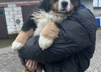 Berneński pies pasterski Bąbel