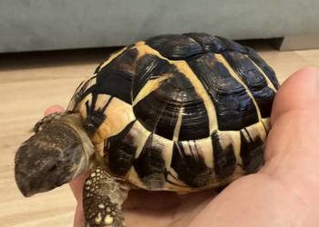 Żółw grecki lądowy Testudo Hermanni