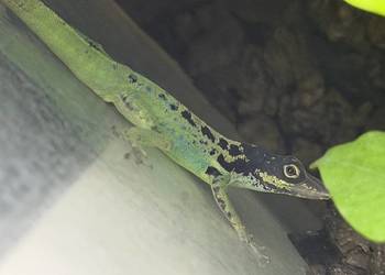 Anolis roquet summus 'macouba' Samiec